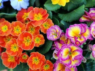 春季买什么好-第1张图片-ZBLOG